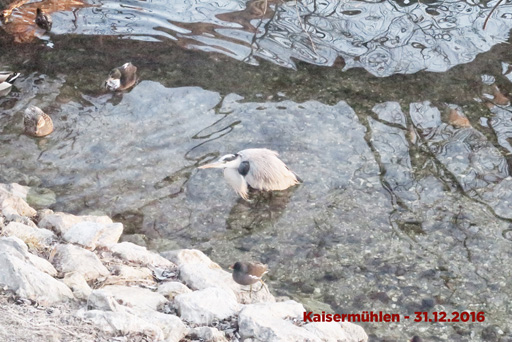 foto nr 11 kaisermühlen am 31.12.2016